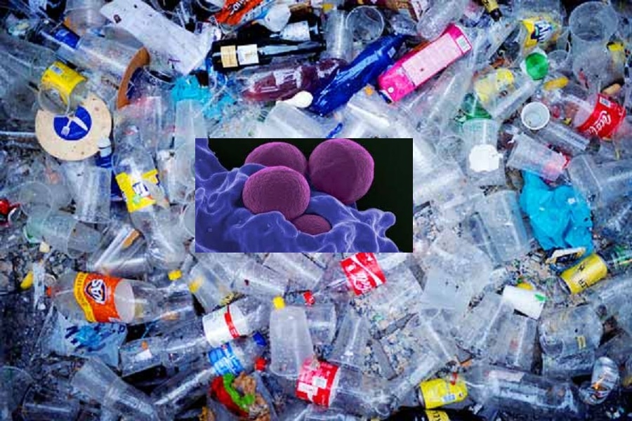 ‘Plasticeating’ bacteria discovered by Indian scientists The Hitavada