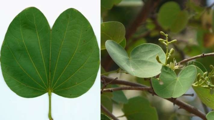 Aapta Leaves A Natural Treatment For Diabetes The Hitavada