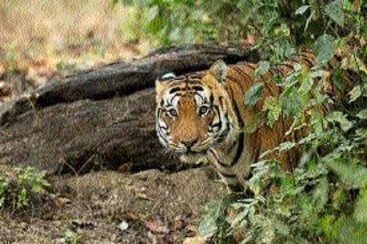 3 MP tiger reserves make 
