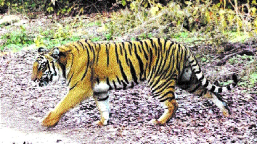 Final decision over notif