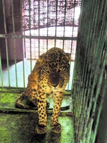 Leopard cub dies at Van V