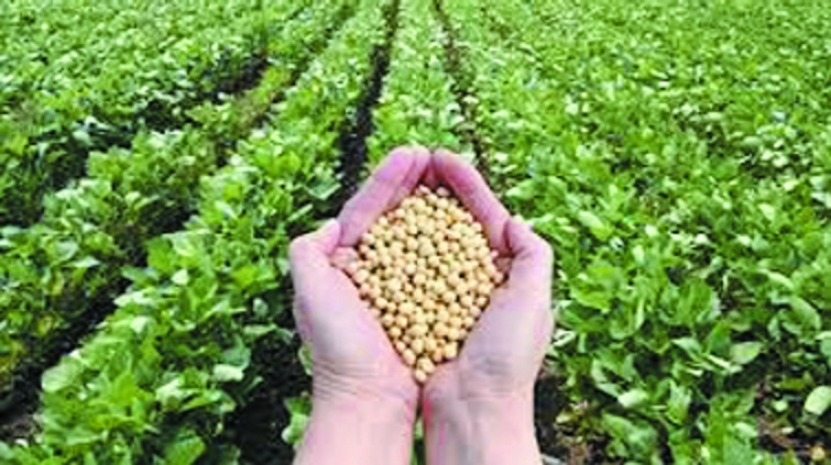 Prices of soyabean likely