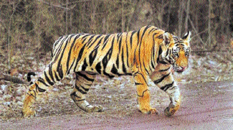 MP lost 8 big cats after 