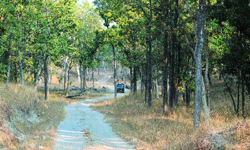 Forest cover in State up 