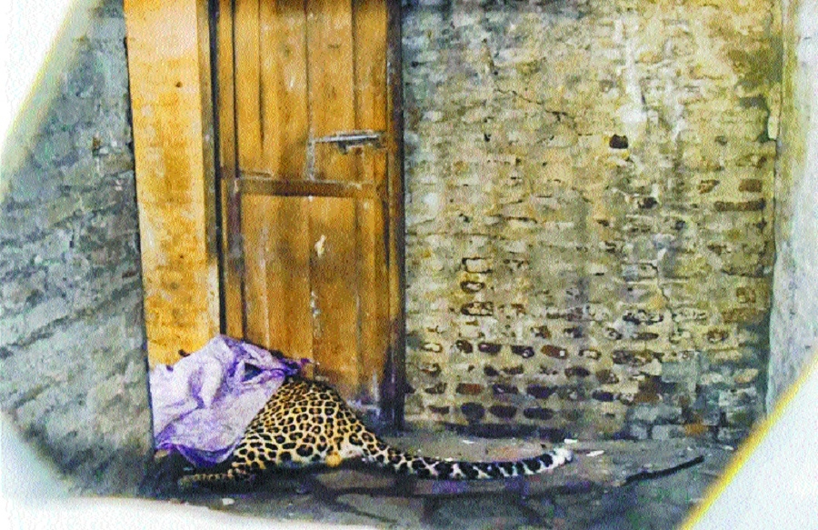 Leopard strays in residen