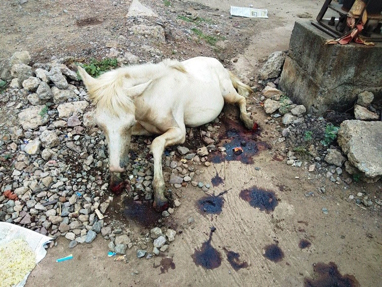Black magic victim pony rescued by PFA - The Hitavada