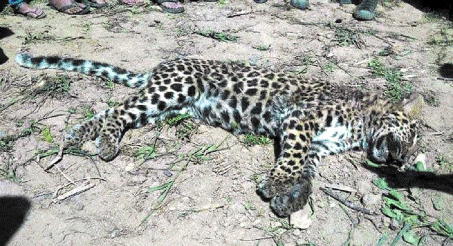 Carcass of leopardess fou