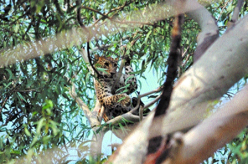 Authorities giving free h