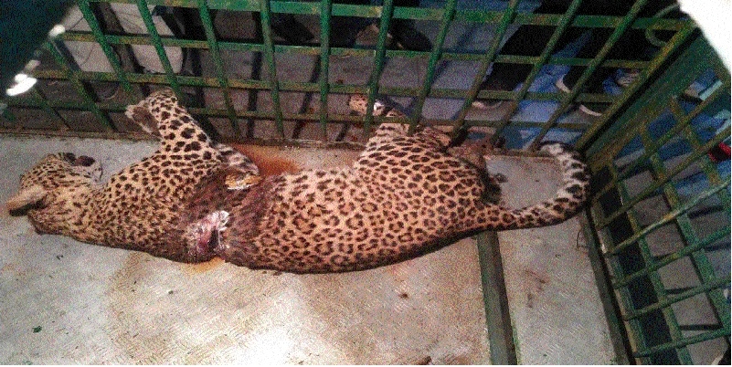 Rescued leopard loses bat