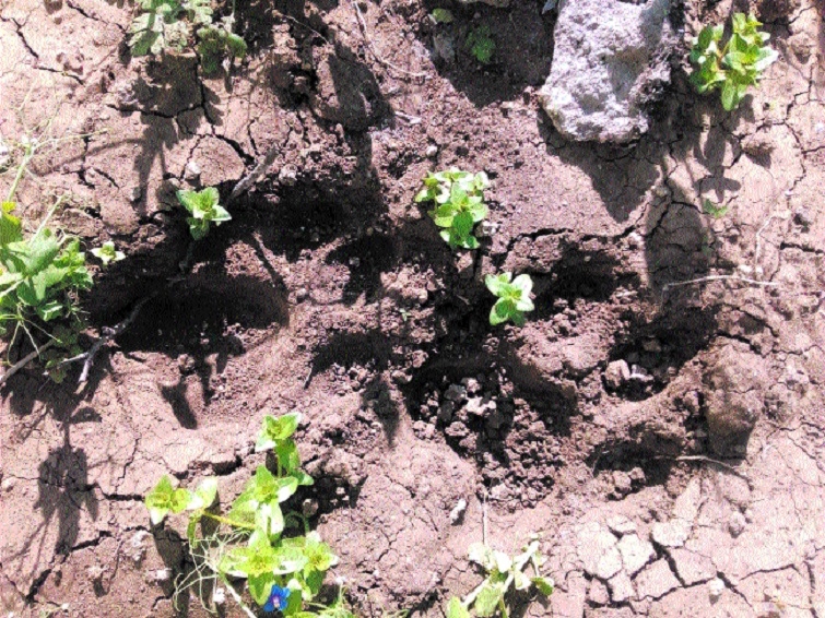 Pugmark of big cat spotte