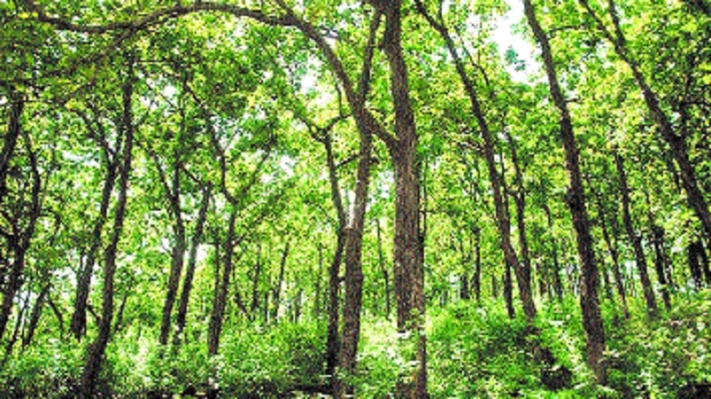 Alarming 25 distts in MP 