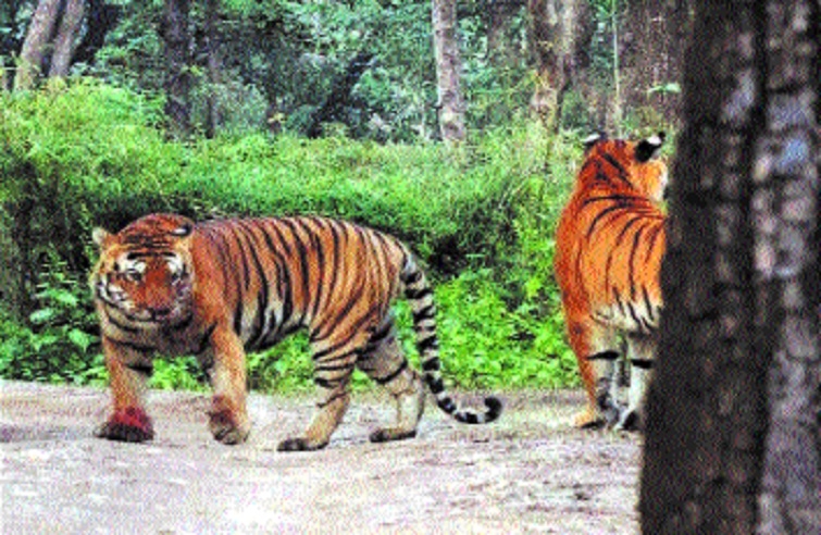 Two Kanha tigers in bruta