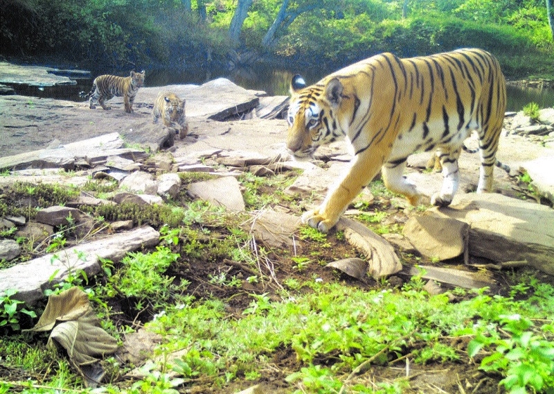 Finally Nauradehi tigress