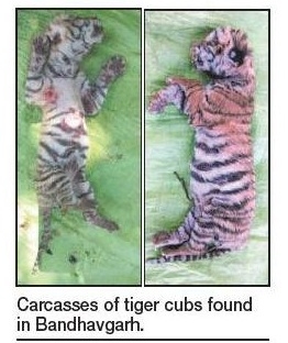 tiger cubs_1  H