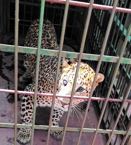Critically injured leopard brought to Van Vihar Park from Indore zoo - The  Hitavada