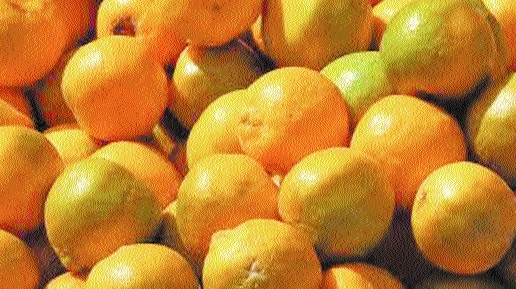 oranges_1  H x 