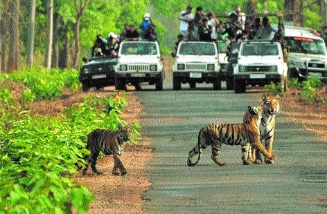 Safari at Bandhavgarh_1&n