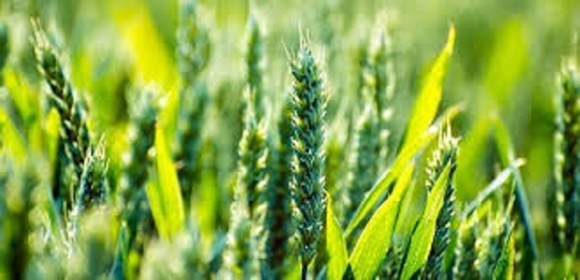 Agriculture Department_1&