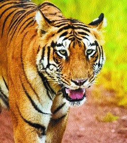  Tyger_1&nbsp;&nbsp;H x W