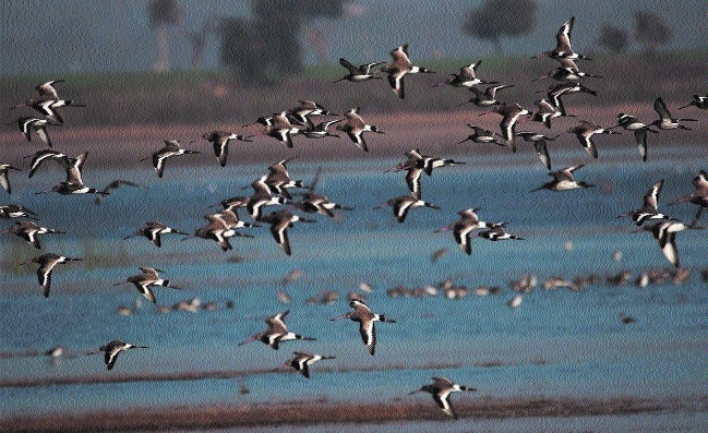 Migratory birds_1&nbsp;&n