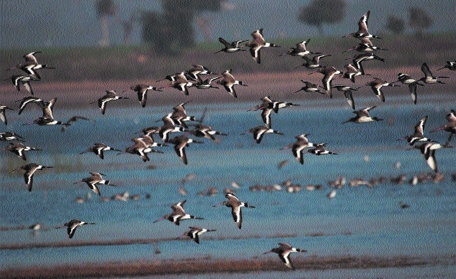 Migratory birds_1 &n