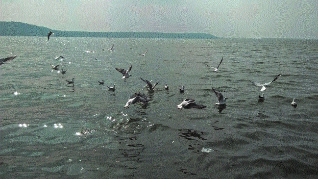 Migratory birds_1&nbsp;&n