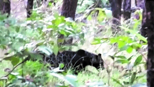 Rare black leopard_1 