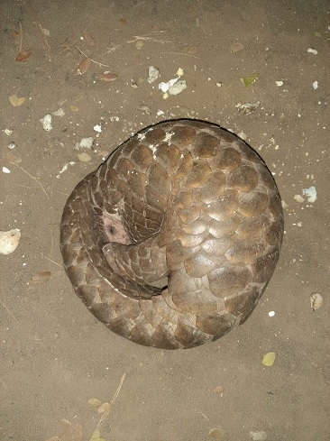 pangolin_1  H x