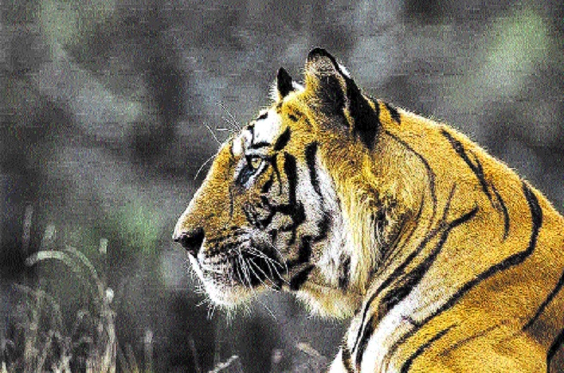 BTR to release 4 tigers f