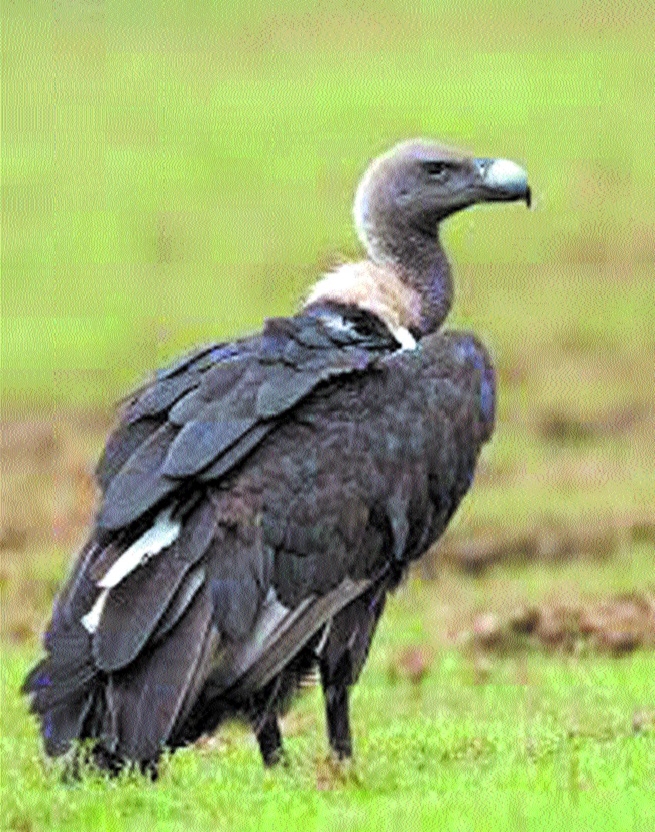 Slender Billed vulture al