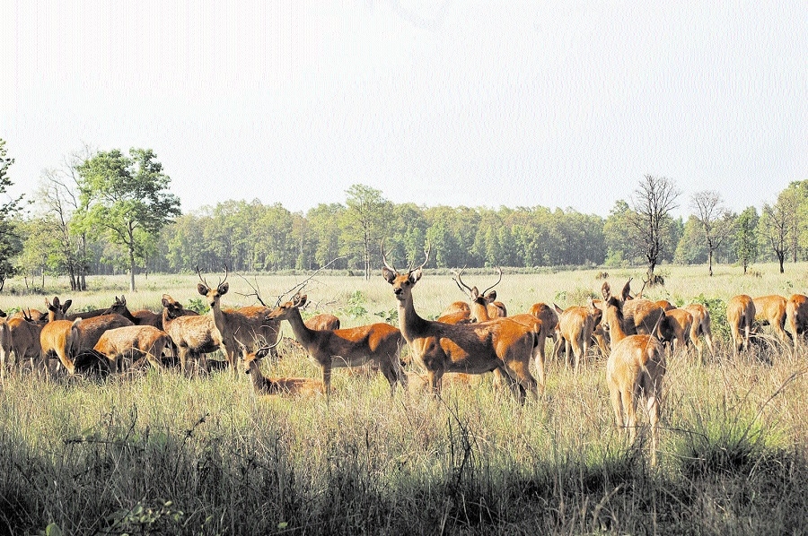 13 swamp deer translocate