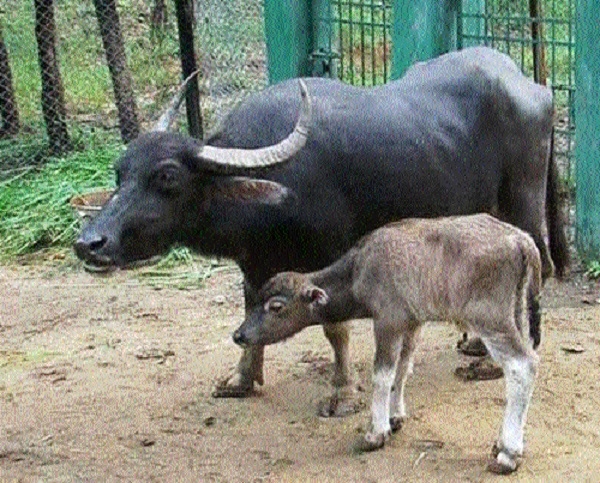 Last breeding female wild