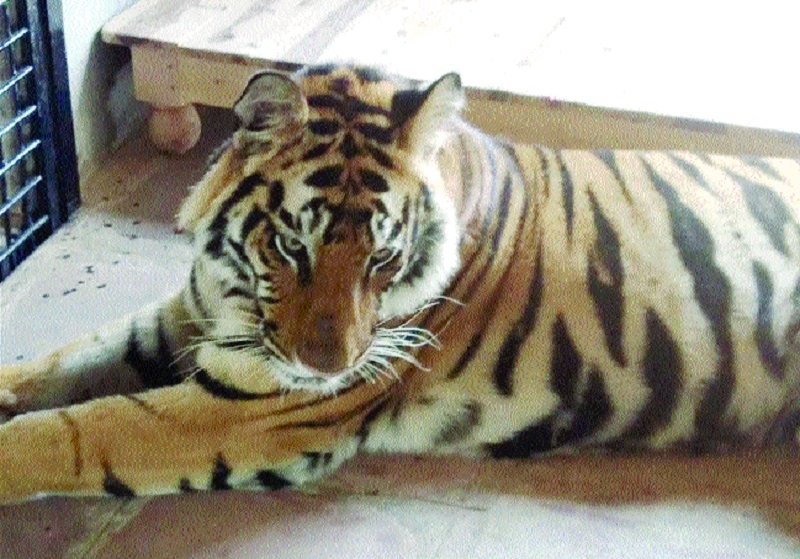 Tiger cubs_1  H