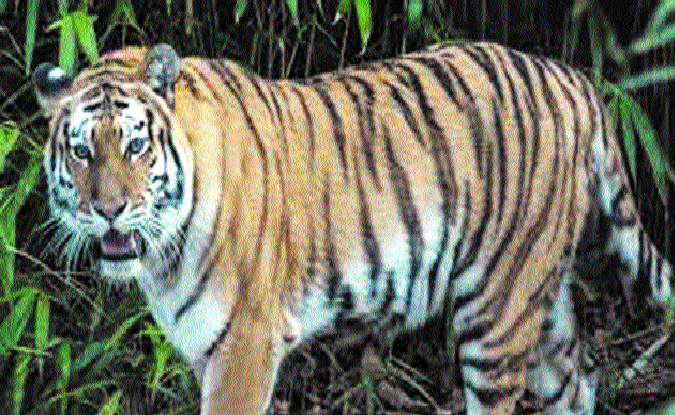 Tiger kills woman; villag