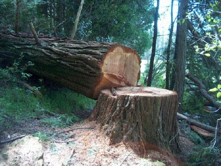 Tree felling_1  