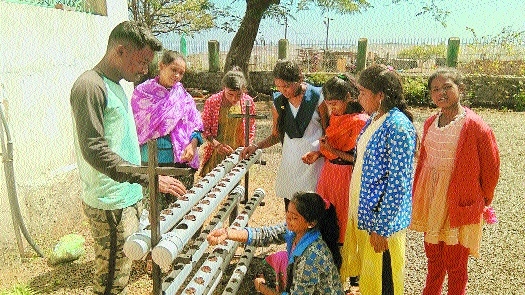 Hydroponic farming_1 