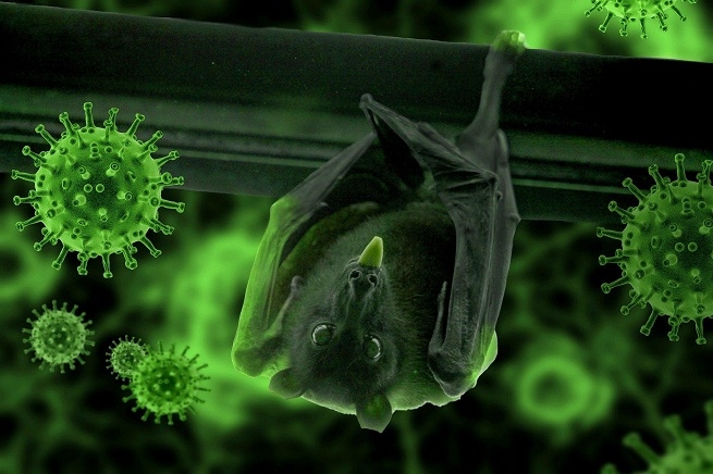 coronaviruses in bats_1&n
