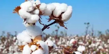 Cotton Federation_1&nbsp;