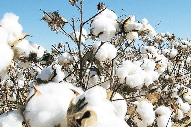 cotton procurement_1&nbsp;