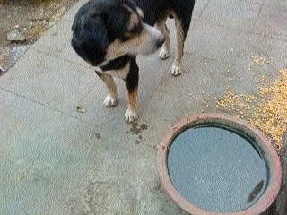 stray animals_1&nbsp;&nbs