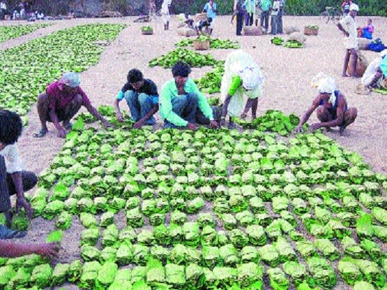 Tendu_1&nbsp;&nbsp;H x W: