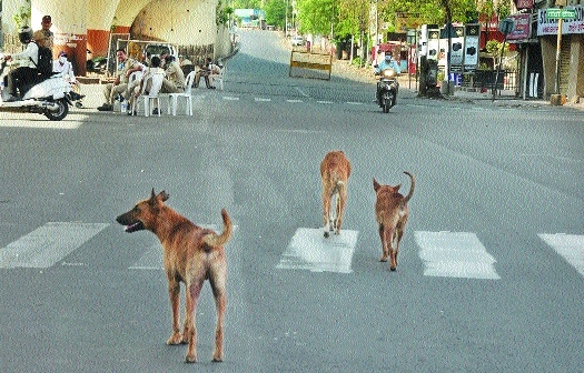 Stray dogs _1  