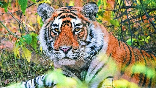 T1C1 tiger _1&nbsp;&nbsp;