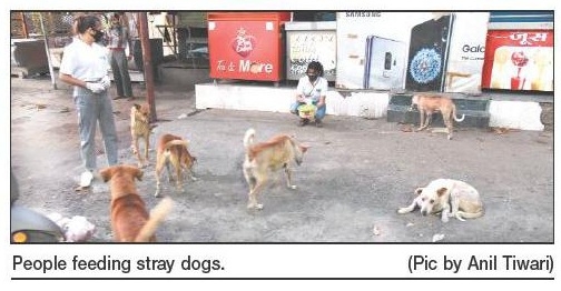 stray dogs_1  H