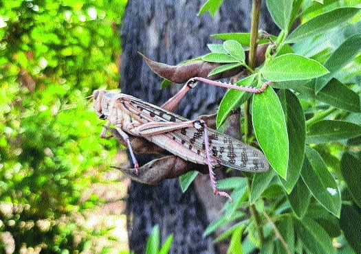 Locust attack _1&nbsp;&nb