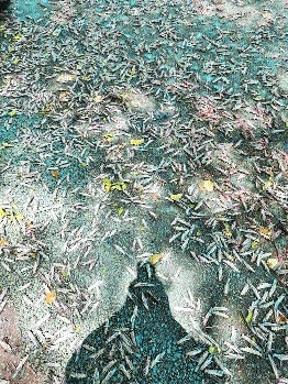 The swarm of locusts_1&nb