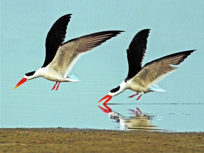 Indian skimmers_1 &n