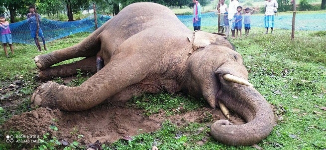elephants found dead_1&nb