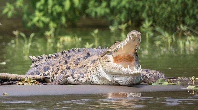 Crocodile drags_1 &n