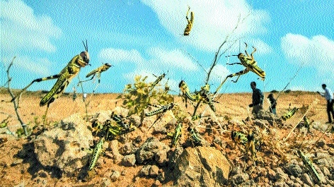 locust_1&nbsp;&nbsp;H x W